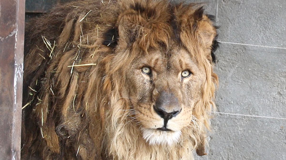 Lev zachráněný z opuštěné zoo se zotavuje. Vrací se mu hlas